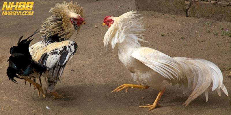Những yếu tố mọi người cần chú ý khi chọn  kê thủ